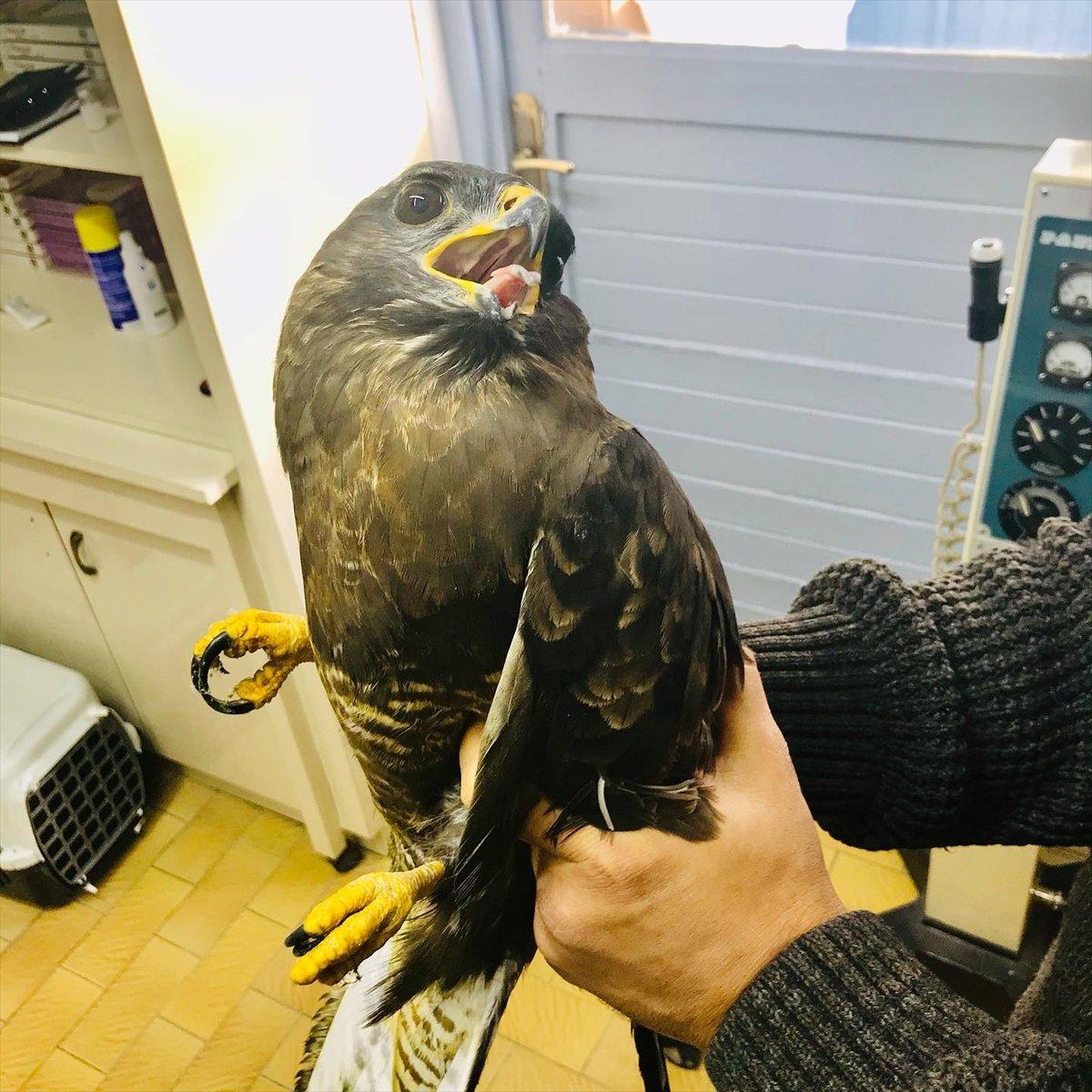 Karabük'te yaralı bulunan şahin, tedavi altına alındı