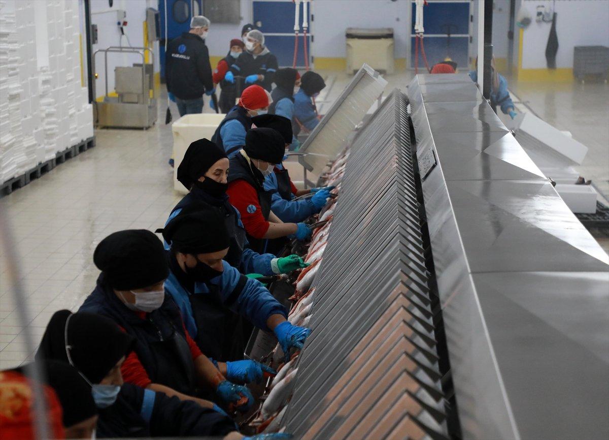 Rize'de balık ihracatı istihdamı artırıyor