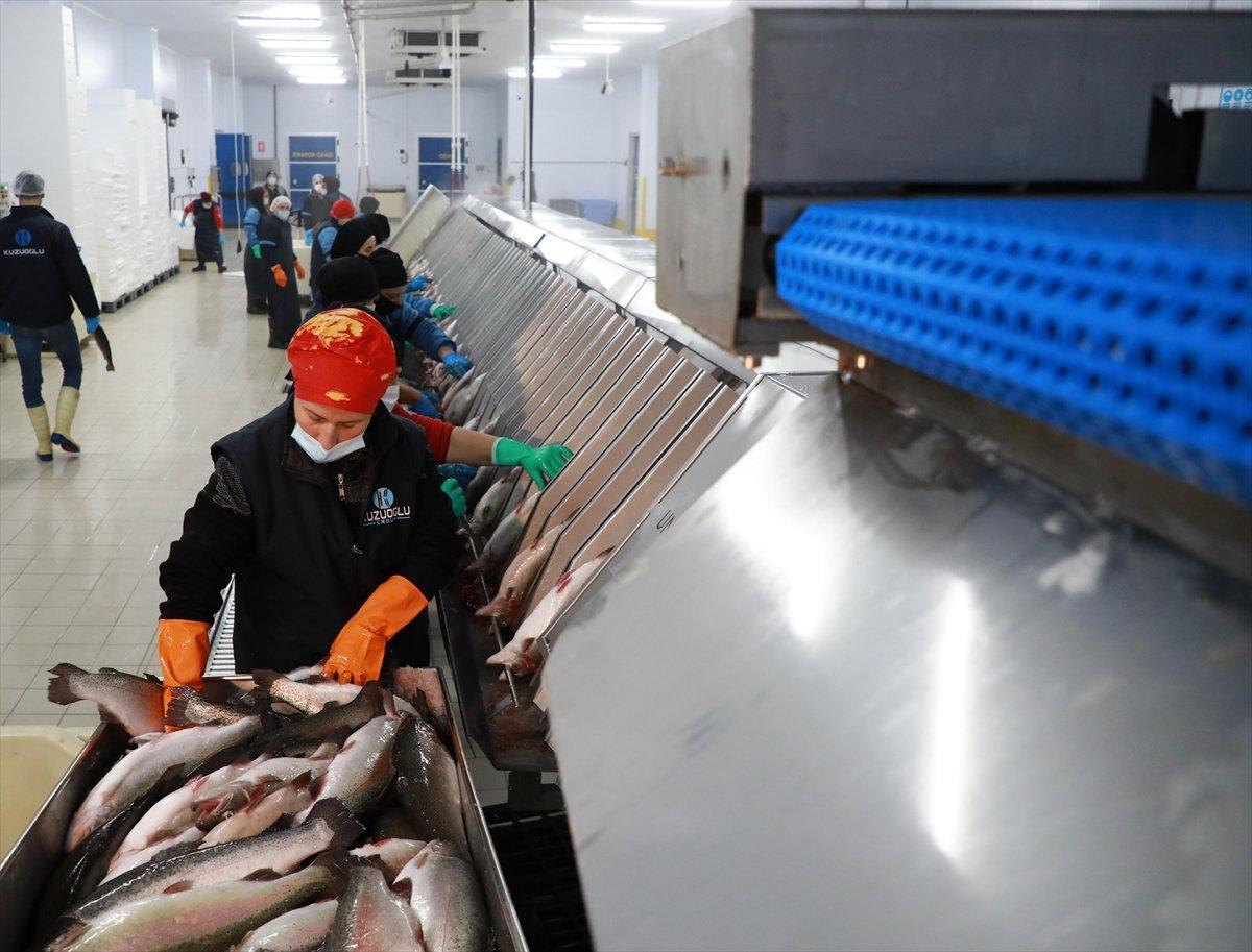 Rize'de balık ihracatı istihdamı artırıyor