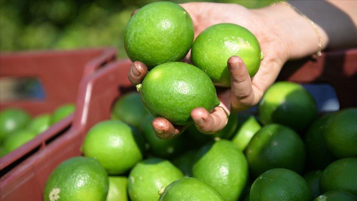 Narenciye ihracatı arttı