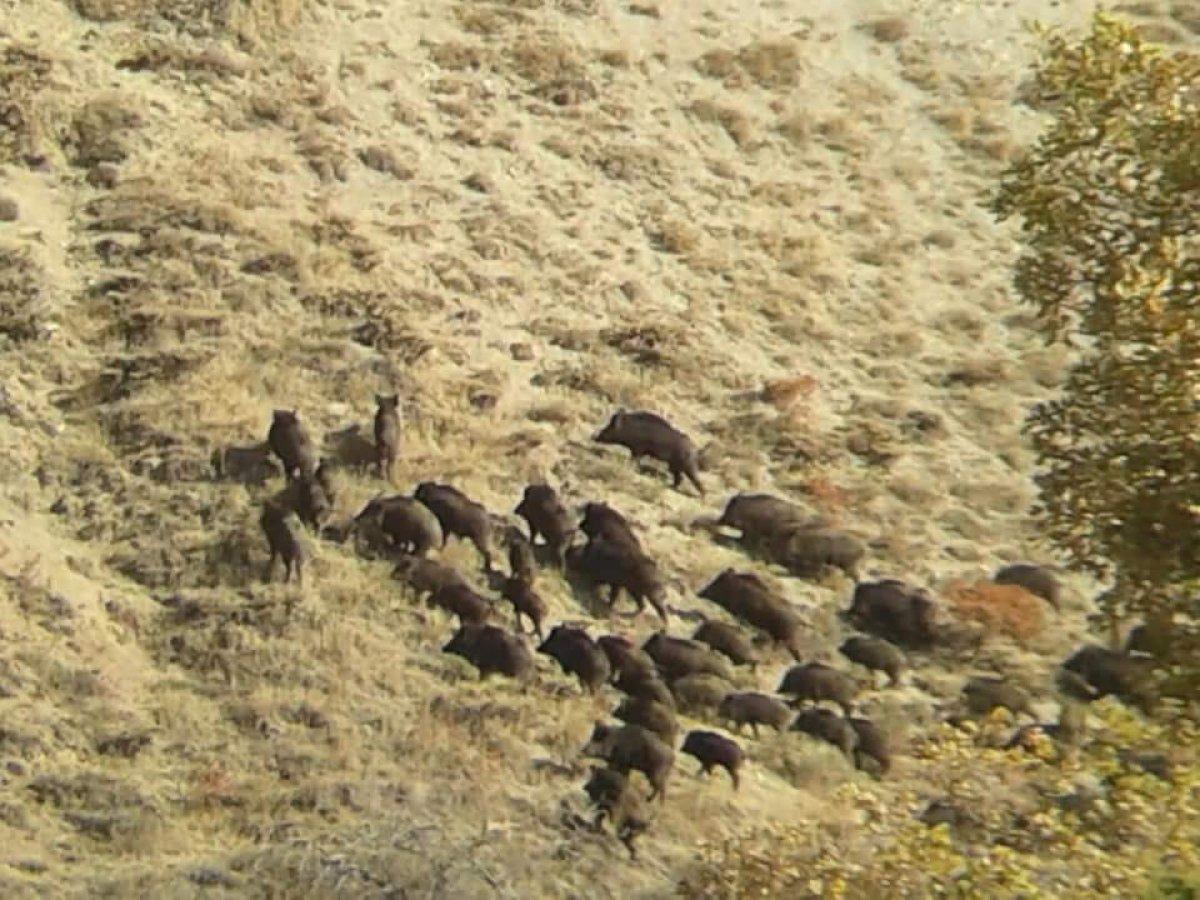 Sivas'ta domuz sürüsü görüntülendi