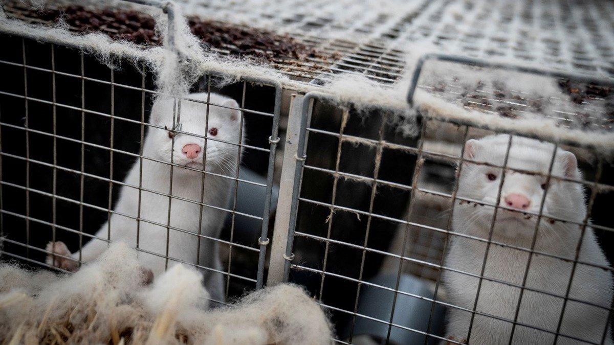 Danimarka'da vizon itlafı, tarım bakanının istifasını getirdi