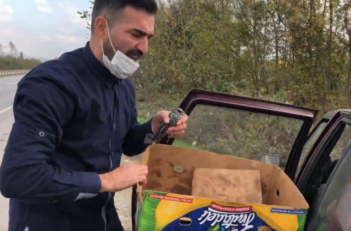 Sakarya'da D100 karayolundaki ölü sığırcık kuşları, görenleri şaşkına uğrattı