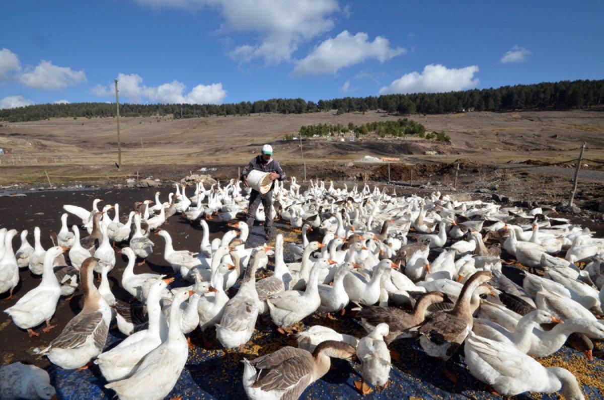Ekmekli Mustafa Çubuk, kaz çiftliği kurdu