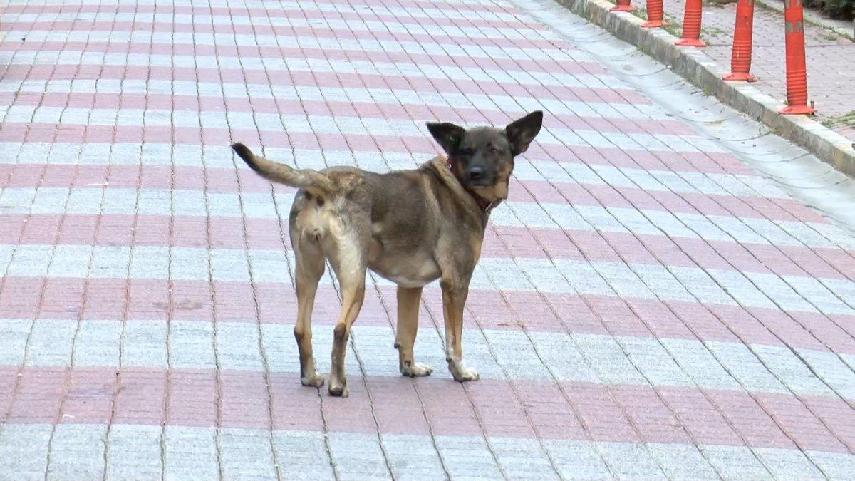 İstanbul’da köpekten kaçan çocuk, 6 metre yükseklikten düştü