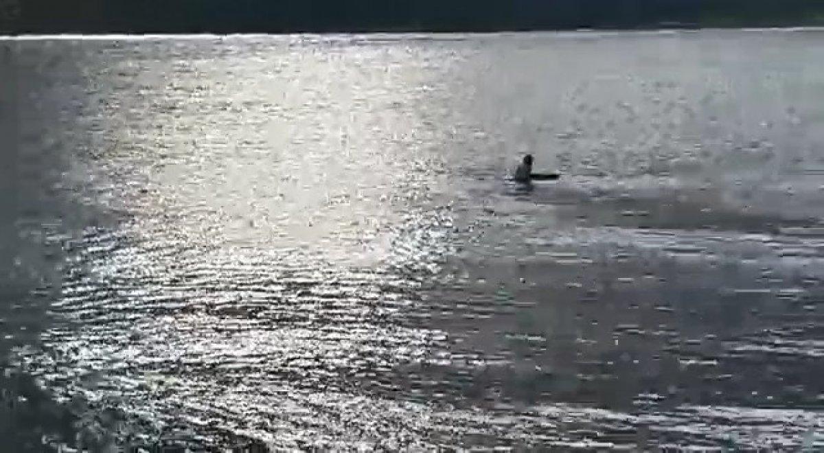 Kocaeli'de bir veteriner, köpeği boğulmaktan kurtardı