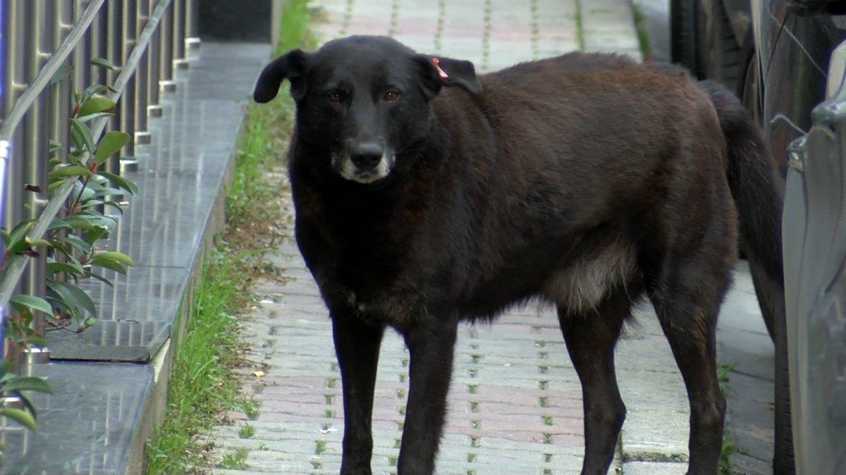 İstanbul’da köpekten kaçan çocuk, 6 metre yükseklikten düştü