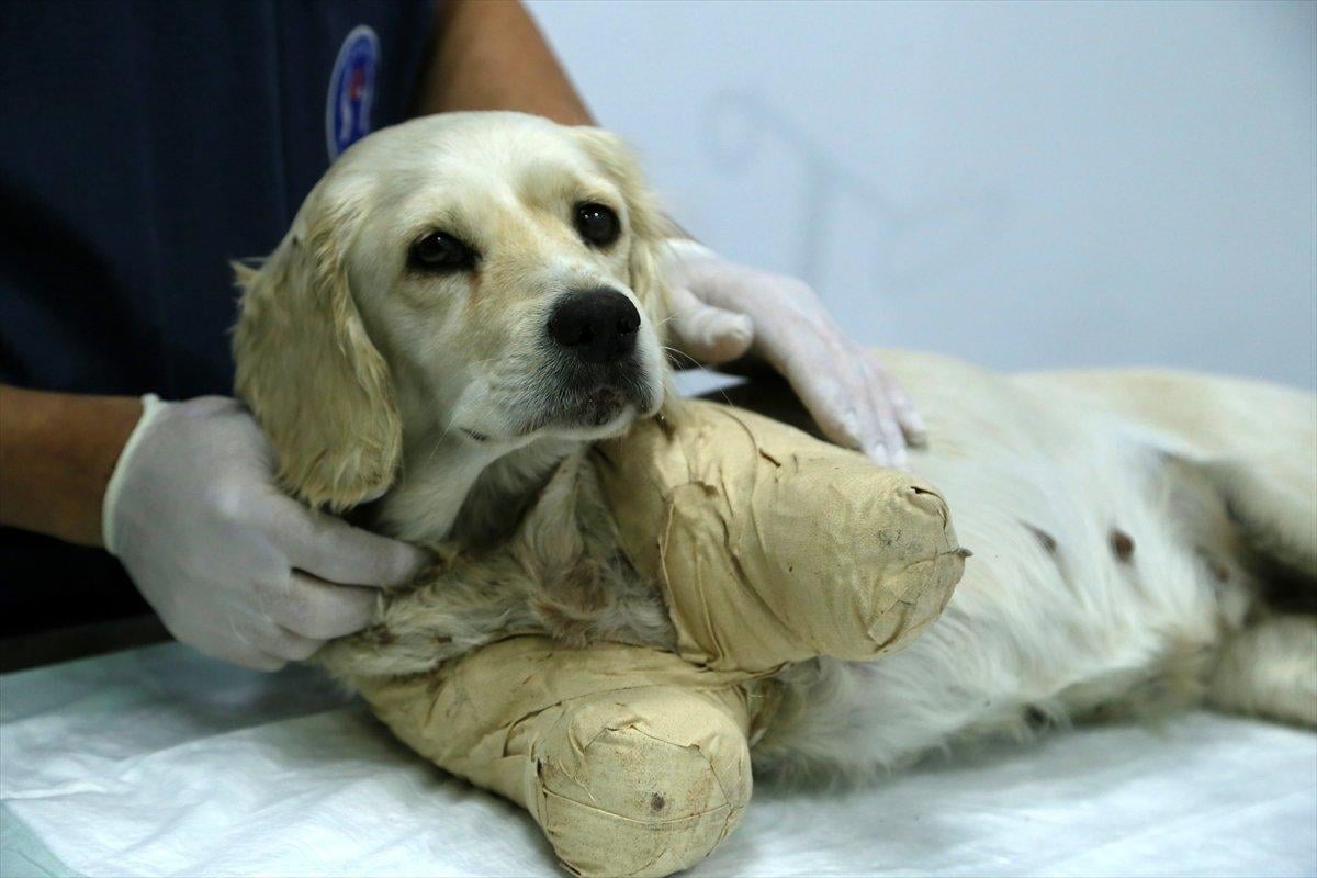 Samsun'da bacakları kesilmiş halde bulunan köpekten iyi haber