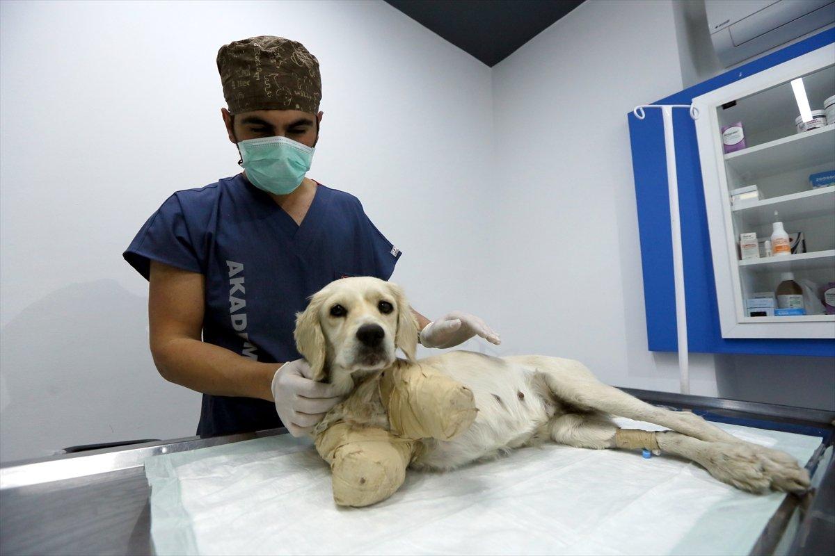 Samsun'da bacakları kesilmiş halde bulunan köpekten iyi haber