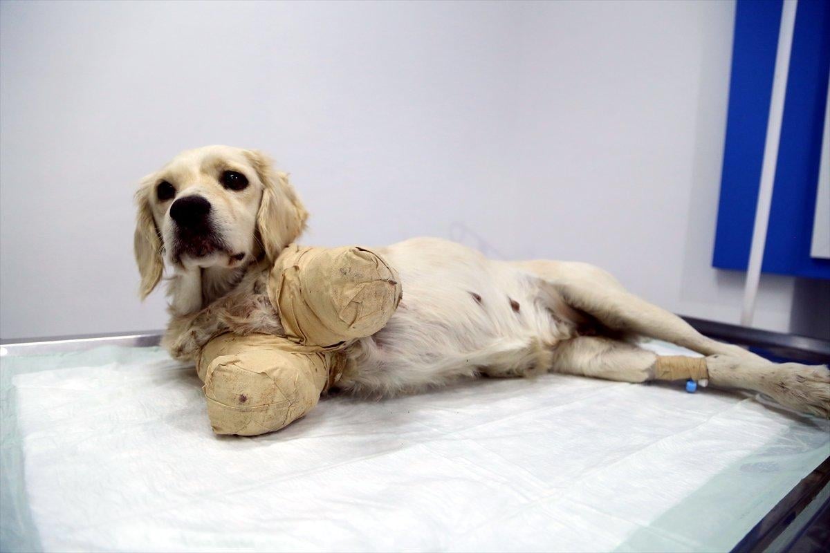 Samsun'da bacakları kesilmiş halde bulunan köpekten iyi haber