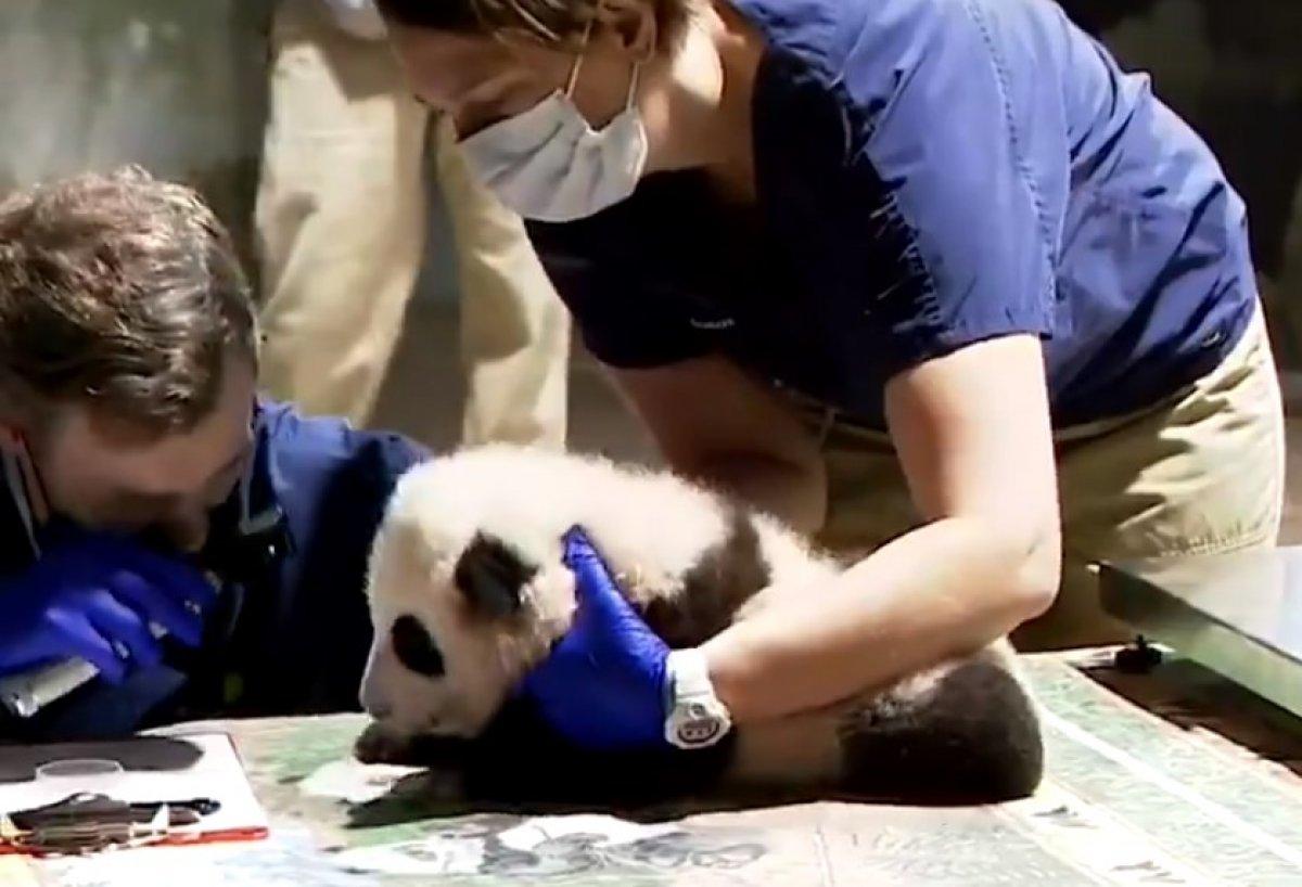 ABD’de sağlık kontrolünden geçen panda