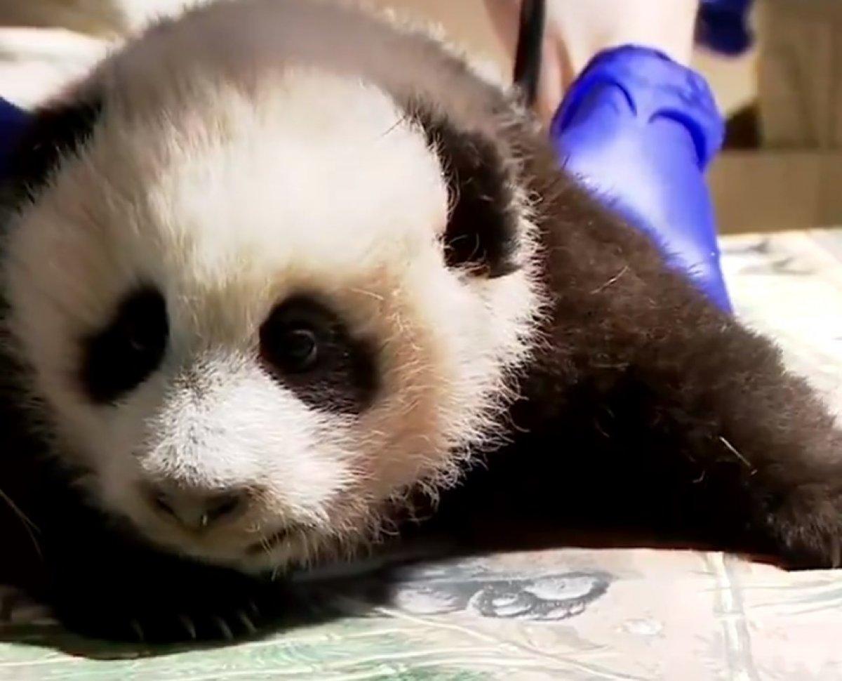 ABD’de sağlık kontrolünden geçen panda
