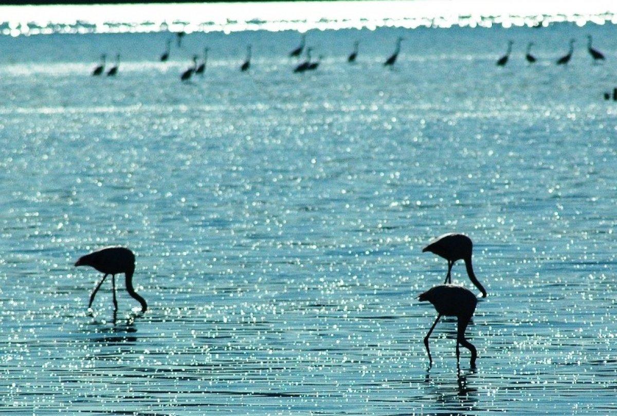 Flamingolar Bodrum’a çok erken geldi