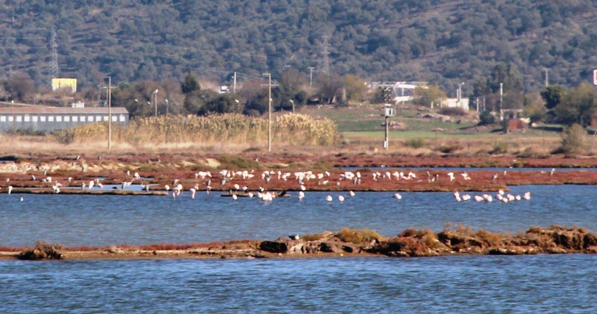 Flamingolar Bodrum’a çok erken geldi
