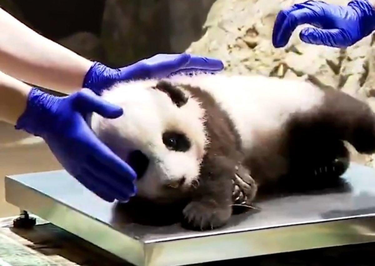 ABD’de sağlık kontrolünden geçen panda