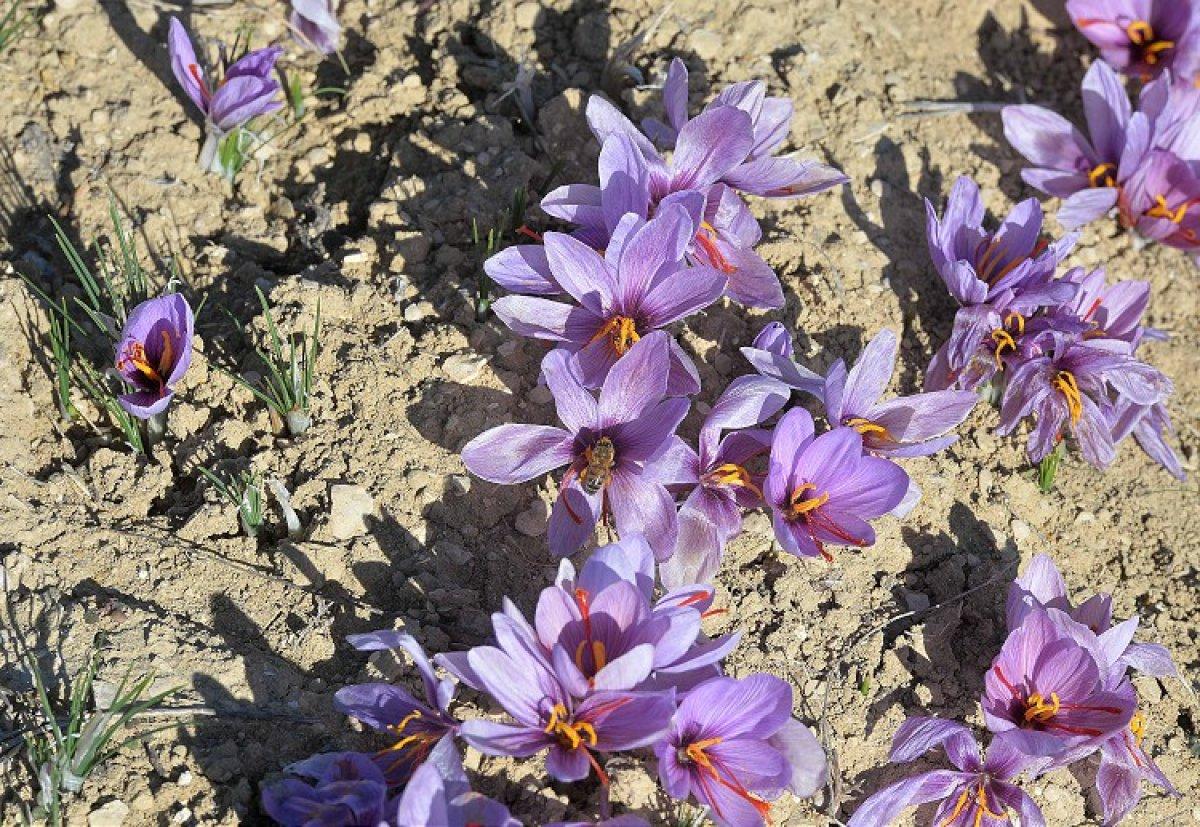 Safran üreticileri verimden mutlu