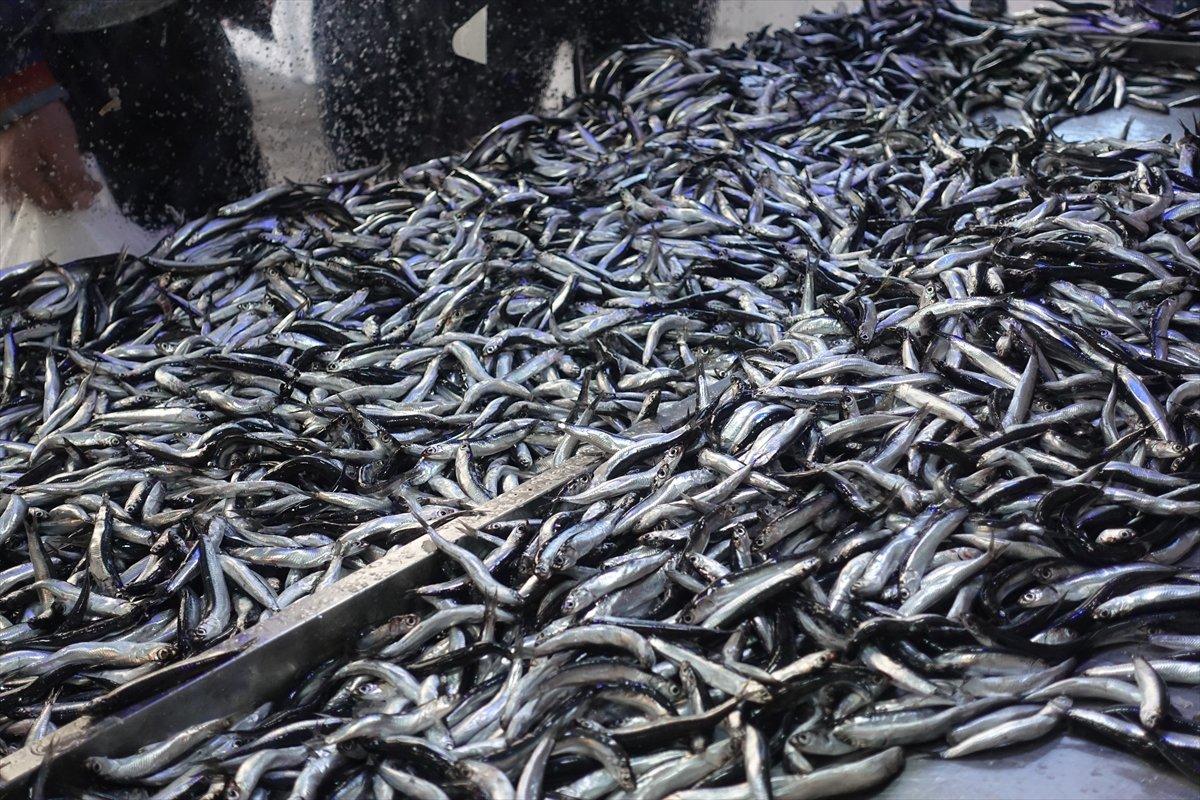 Artvin'de hamsinin kilosu 3 liraya satıldı