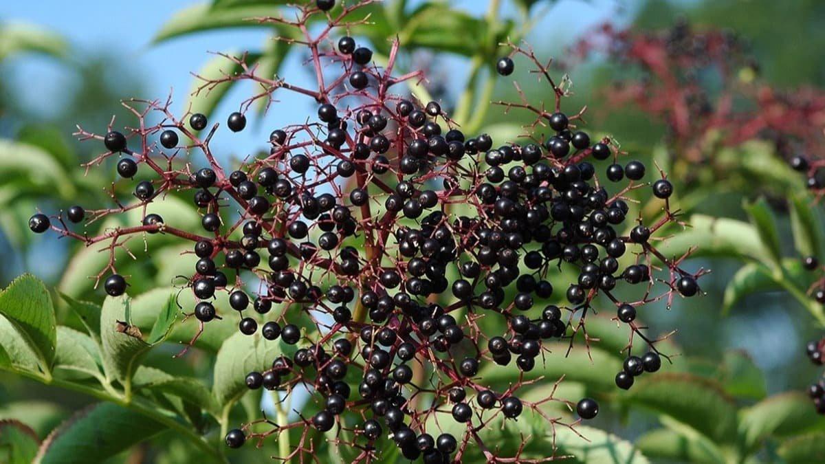 Kara Mürver nedir, faydaları nelerdir? Kara Mürver nasıl tüketilir?