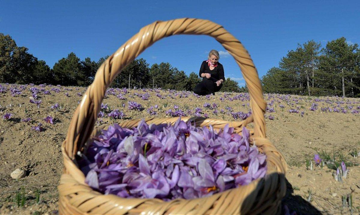 Safran üreticileri verimden mutlu