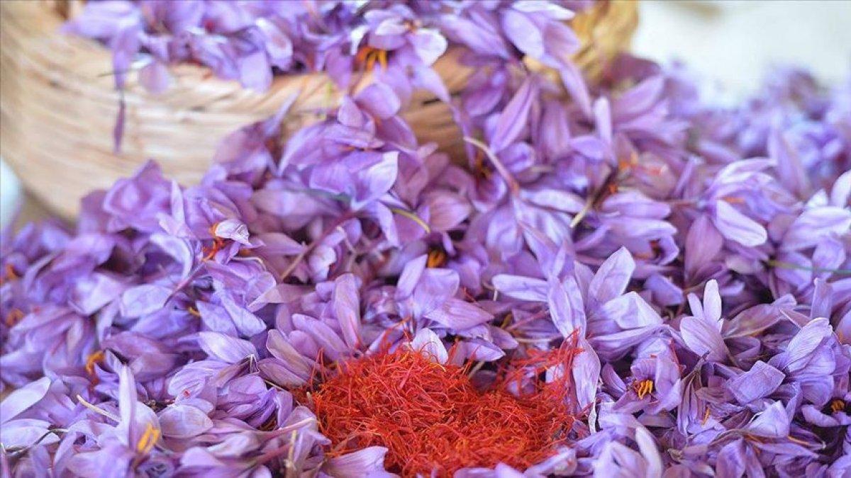 Safran üreticileri verimden mutlu