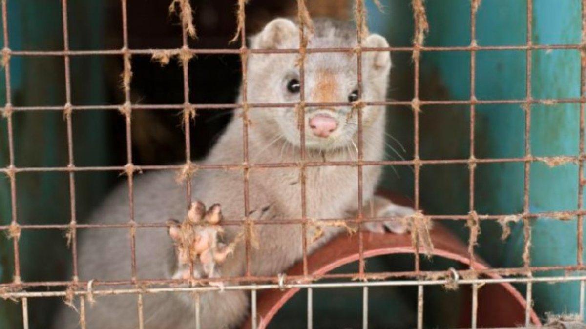 Polonya’daki vizon çiftliğinde koronavirüs