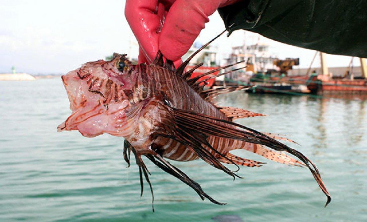 Mersin'deki aslan balığının zehri, cinsel gücü artırdı