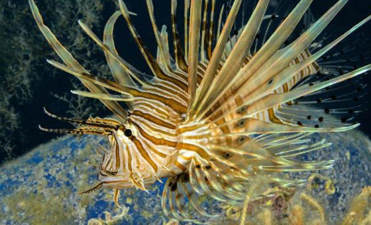 Mersin'deki aslan balığının zehri, cinsel gücü artırdı