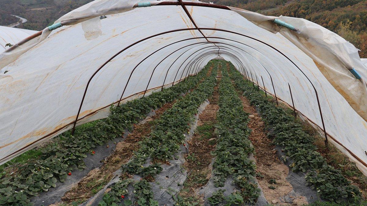 Yediveren çileği aralık ayına kadar ürün vermeye devam edecek