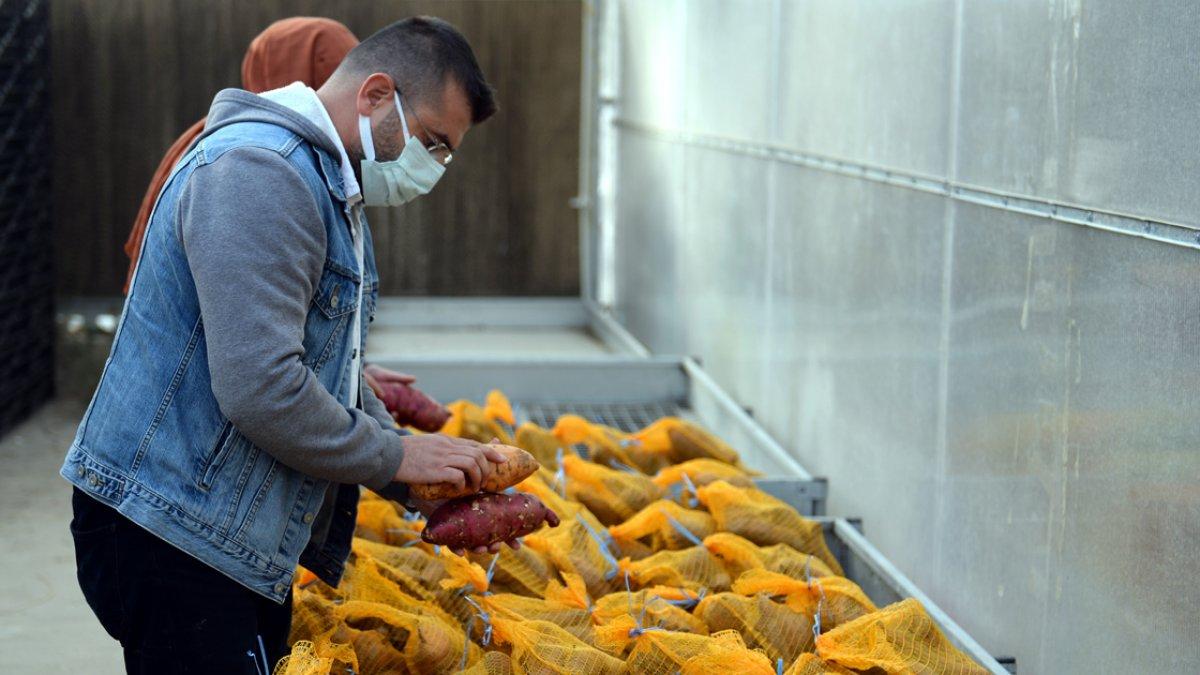 Tatlı patates üretimi yaygınlaşıyor