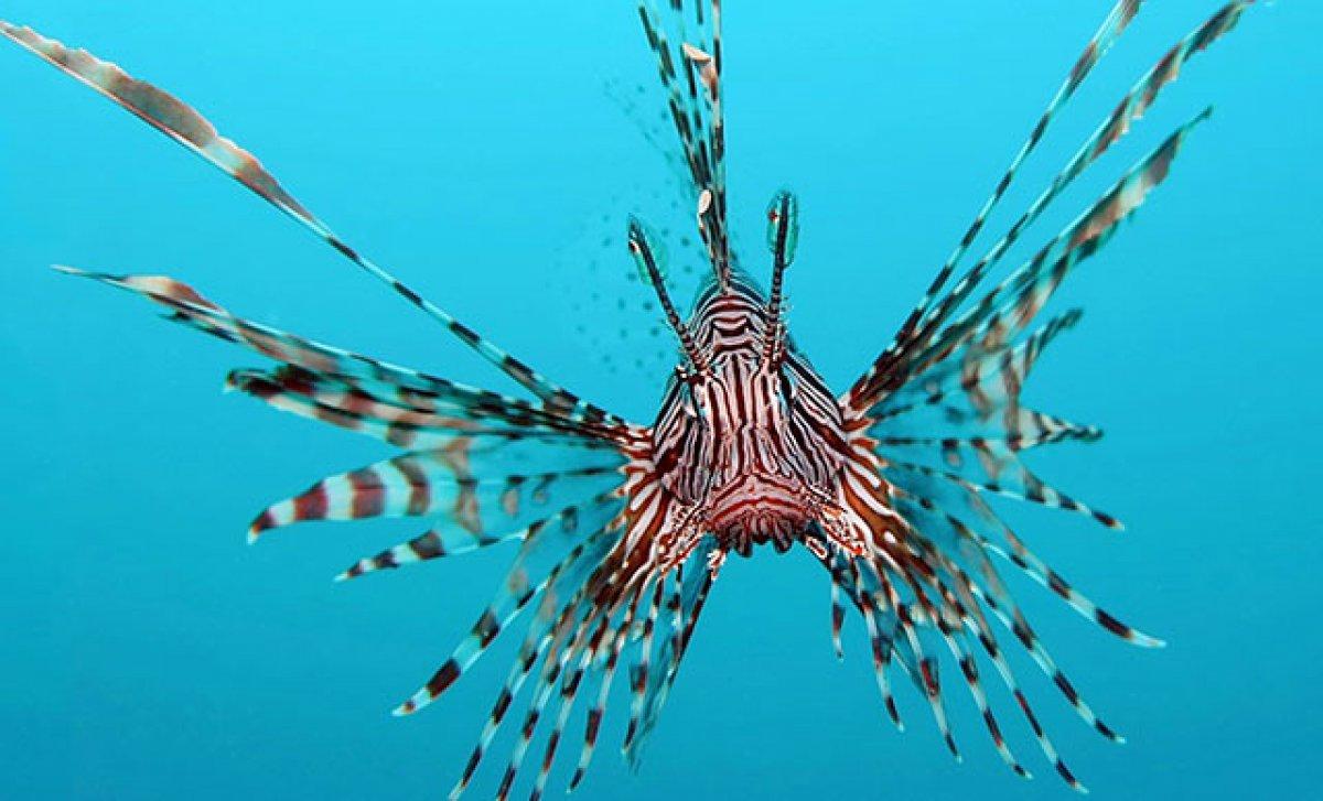 Mersin'deki aslan balığının zehri, cinsel gücü artırdı