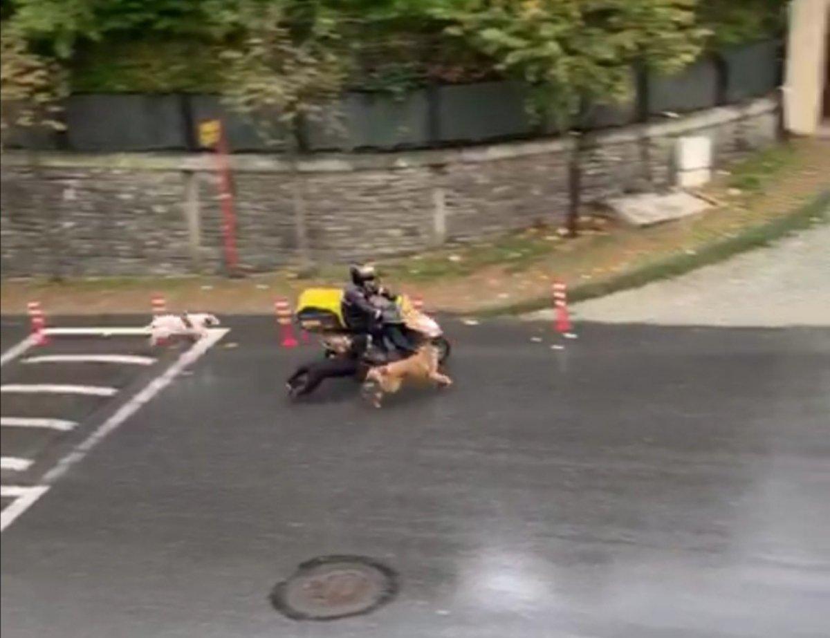 İstanbul'da sokak köpekleri, korku dolu anlar yaşattı