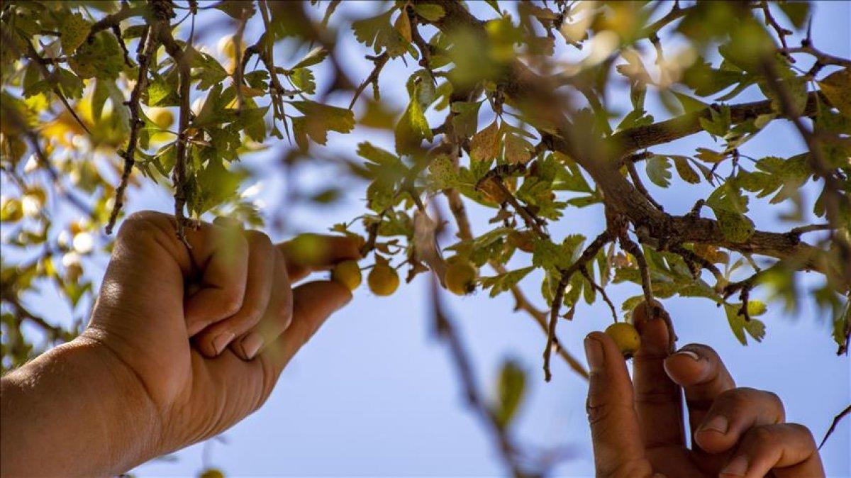 Alıç kurutulunca daha değerli