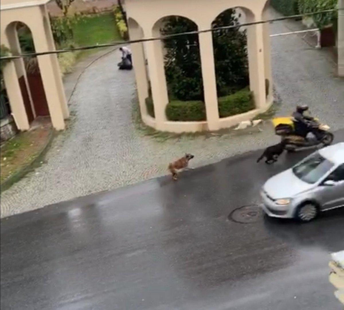 İstanbul'da sokak köpekleri, korku dolu anlar yaşattı