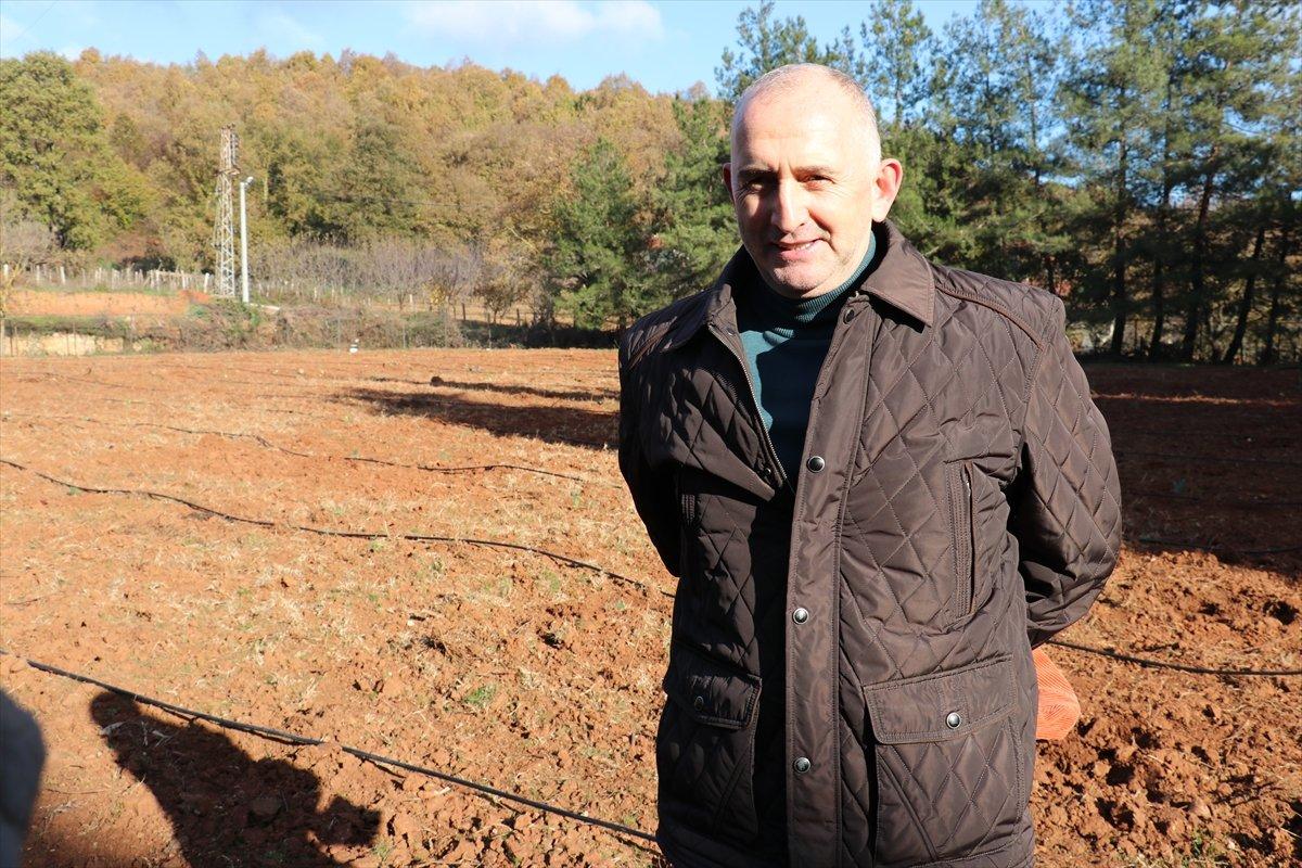 Aronya Yalova'nın yeni bitkisi olacak
