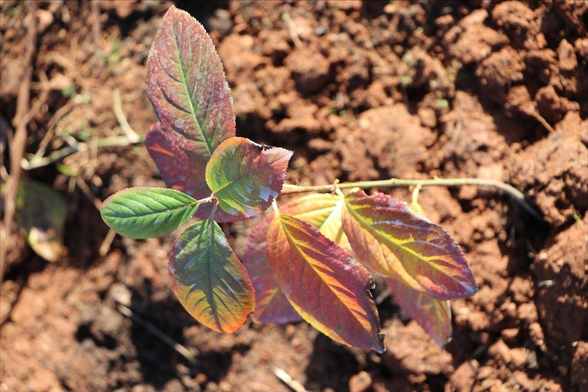 Aronya Yalova'nın yeni bitkisi olacak