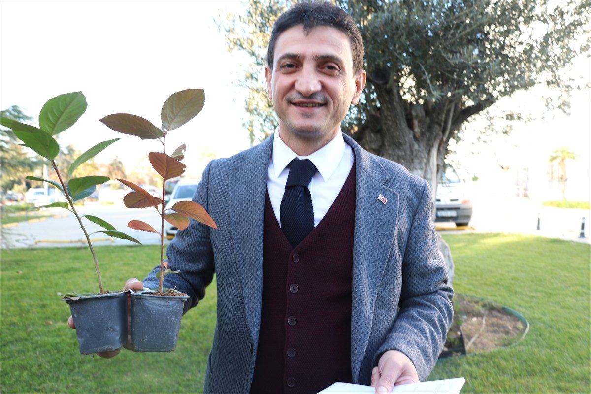 Aronya Yalova'nın yeni bitkisi olacak