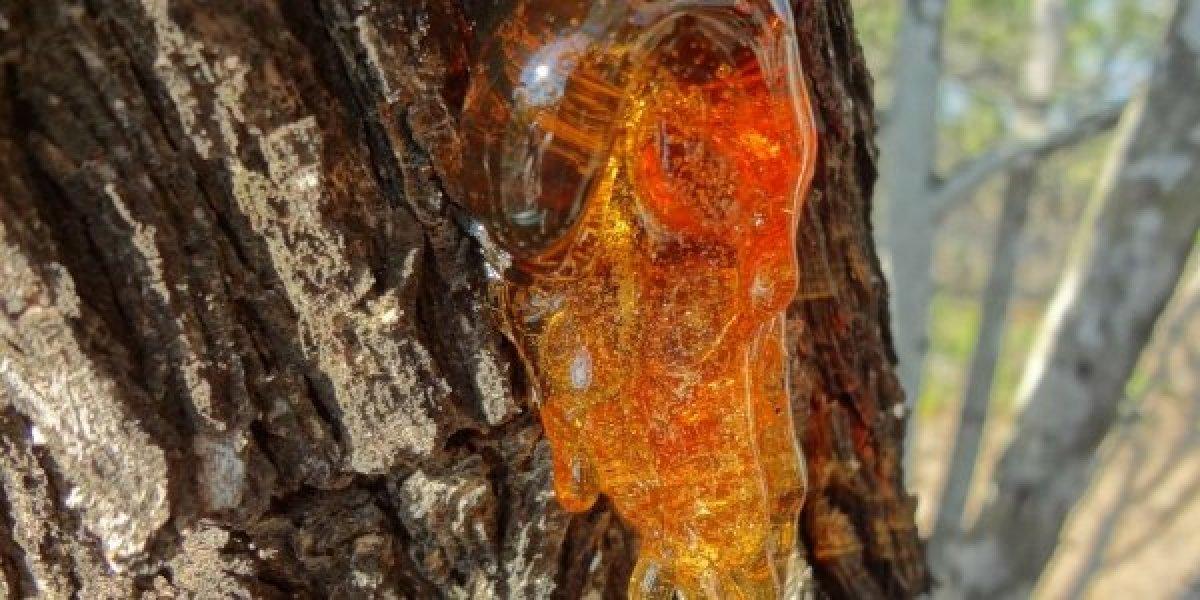 Reçine üretimi için proje başlatıldı