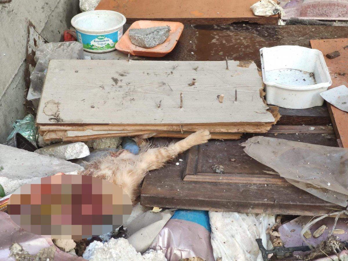 Eyüpsultan'da 4'ü yavru 7 kedi parçalanmış halde bulundu