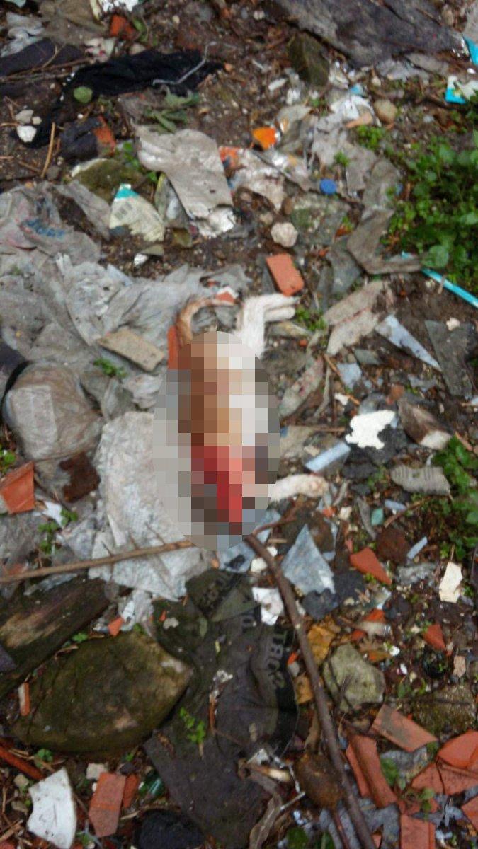 Eyüpsultan'da 4'ü yavru 7 kedi parçalanmış halde bulundu