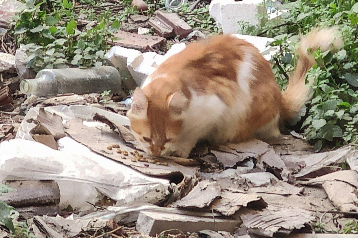 Eyüpsultan'da 4'ü yavru 7 kedi parçalanmış halde bulundu