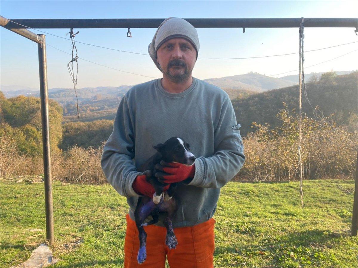 Sakarya'da otomobiliyle yavru köpeğe çarpıp kaçan sürücü