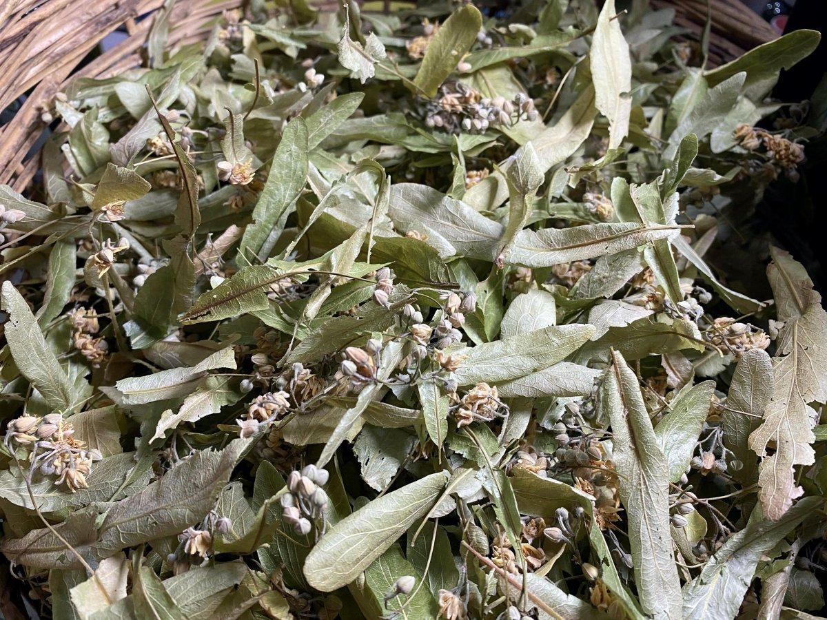 Ihlamurun fiyatı arttı