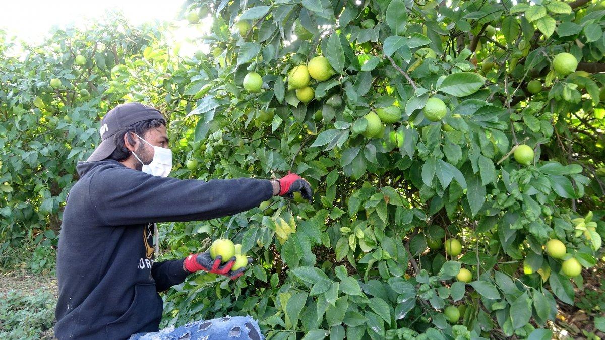 Limon hasadı dualarla yapıldı