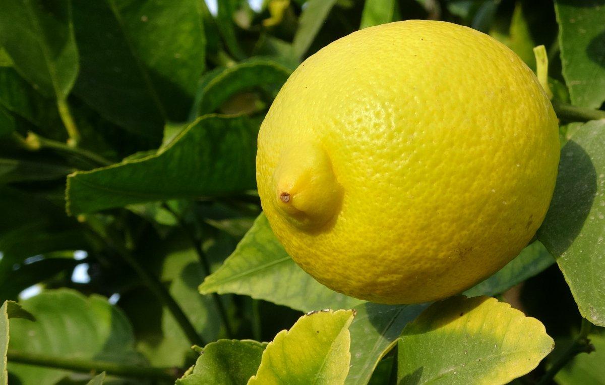 Limon hasadı dualarla yapıldı