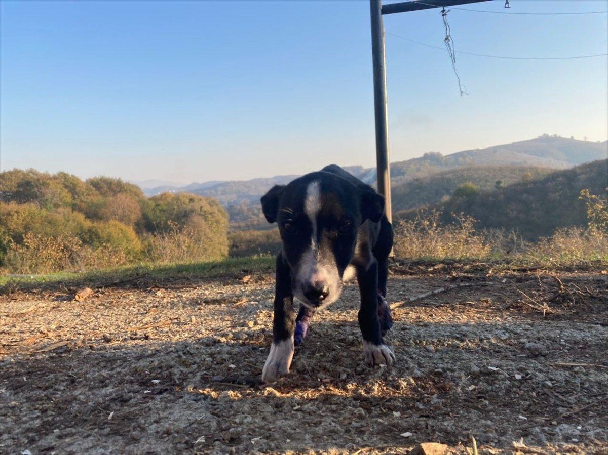 Sakarya'da otomobiliyle yavru köpeğe çarpıp kaçan sürücü