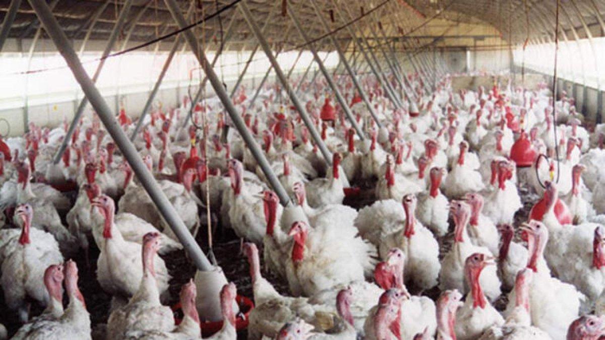 İngiltere’de kuş gribi salgını