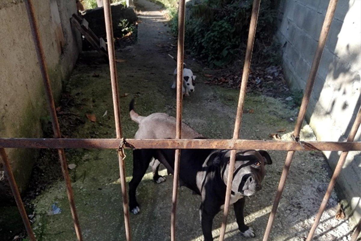 pitbull besleme cezası