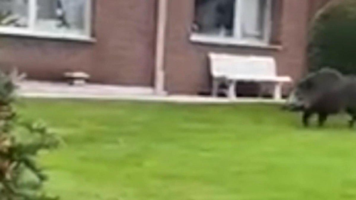 Almanya’da aç kalan yaban domuzu süpermarkete daldı