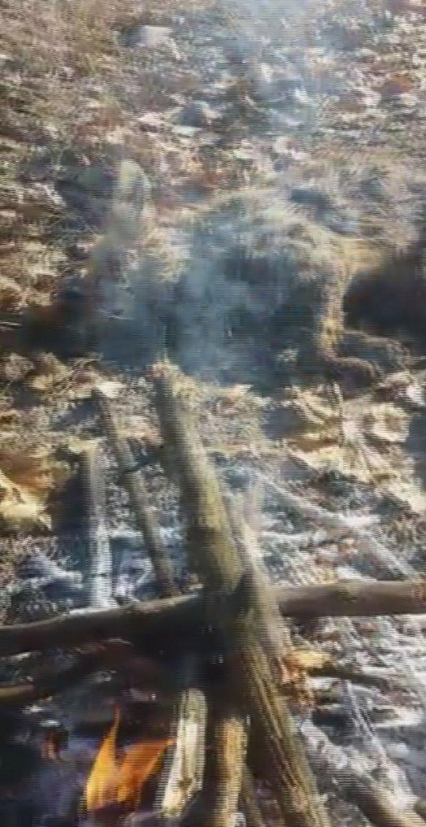 Sivas'ta buzla kaplı su kanalında mahsur kalan tilki kurtarıldı