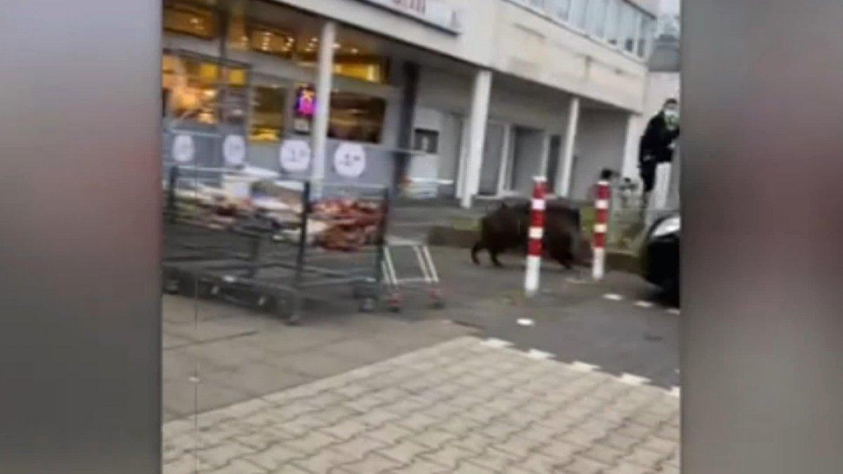 Almanya’da aç kalan yaban domuzu süpermarkete daldı